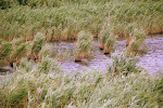 Riet werkt verlanding in de hand