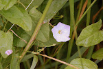 Akkerwinde (Convolvulus arvensis)