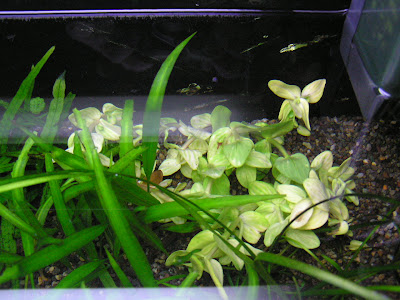 バコパ カロリニアーナ イエローフレーム スリランカ便 を 水槽の魔のスポットに植える