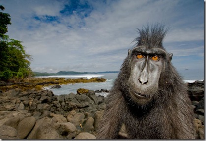 images are for one use only to promote Wildlife Photographer of the Year 2008 and should not be archived.

SUB-ADULT MALE BLACK CRESTED MACAQUE (MACACA NIGRA)
TANGKOKO NP, SULAWESI, INDONESIA