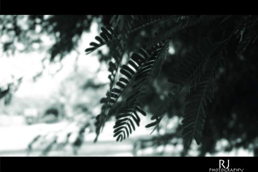 Beautiful Photography by Rahul Johnson