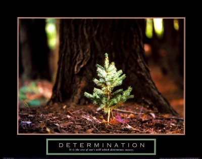 [determination-little-pine[3].jpg]