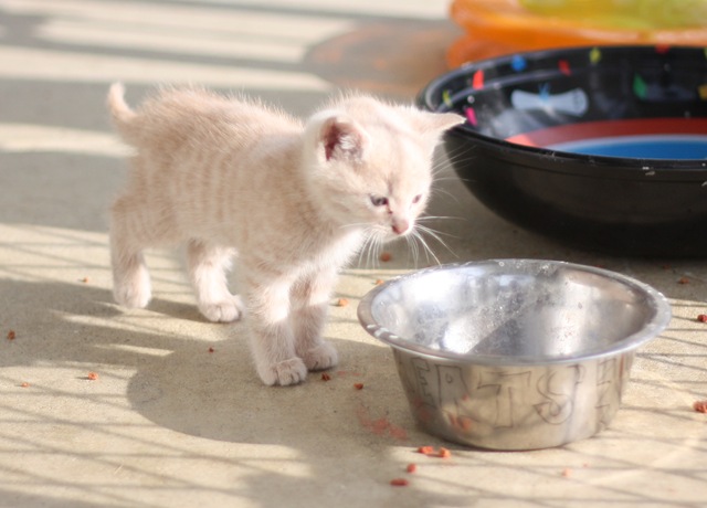 [evanleavingforcaliforniaandkttens825.jpg]