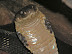 King Cobra.jpg