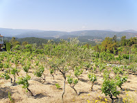 P5232775.JPG Photo