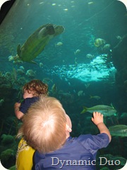 turtle! turtle!