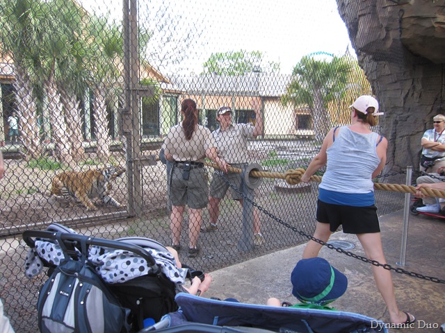 [tiger tug-o-war![2].jpg]