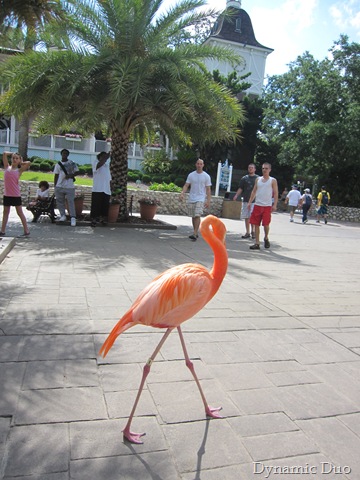 [flamingo on parade;)[2].jpg]