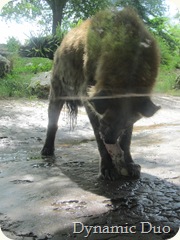 hyena with a bone, too bad for scratched glass