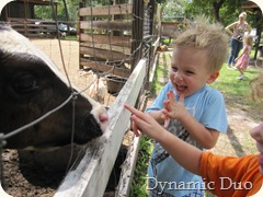 cows make us happy, especially when the lick us!