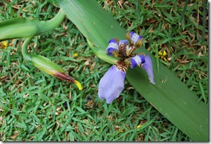 Jardim de Dinah 11-09 019