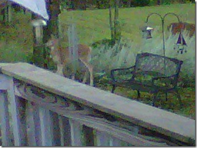 9122010deer2