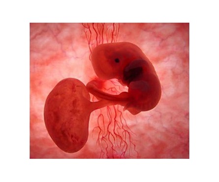 Asombrosas fotografías de fetos y bebés animales