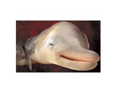 30591446-dolphin