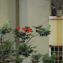 Rose ringed parakeet