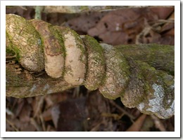 banisteriopsis_caapi banisteriopsis_caapi