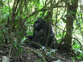 Gorilla's