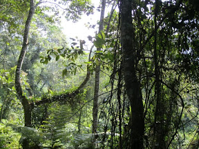 Bwindi