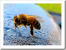 bee