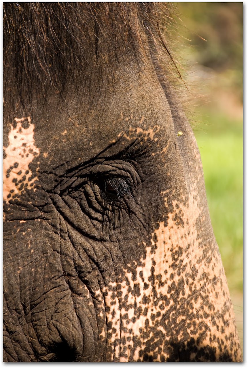 Elephant face