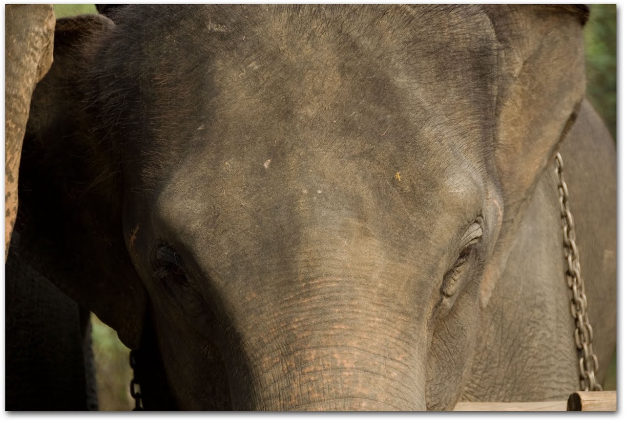 Elephant face