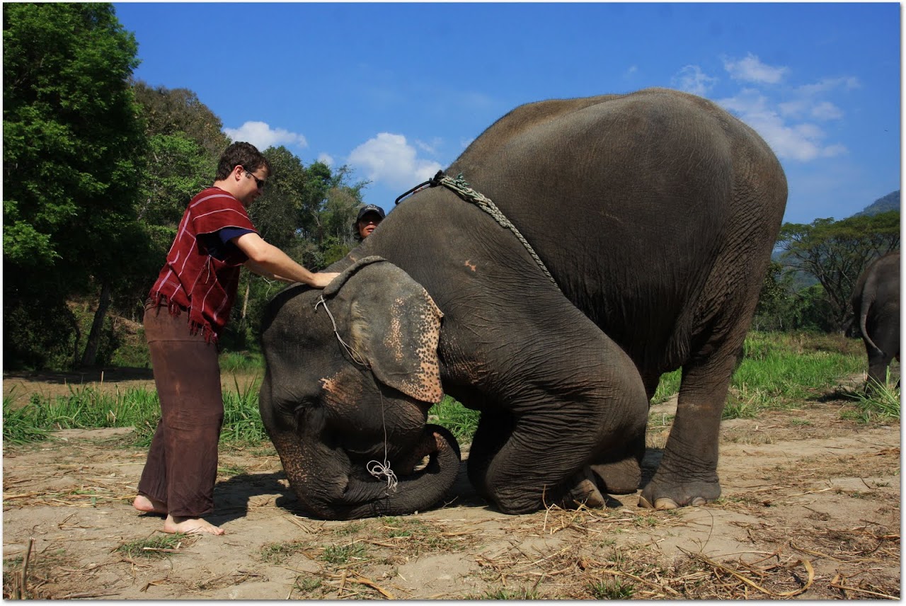 Getting ready to jump on an elephant