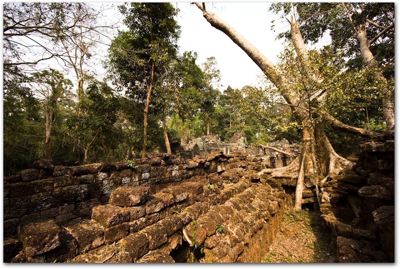 Tree at Preah Khan