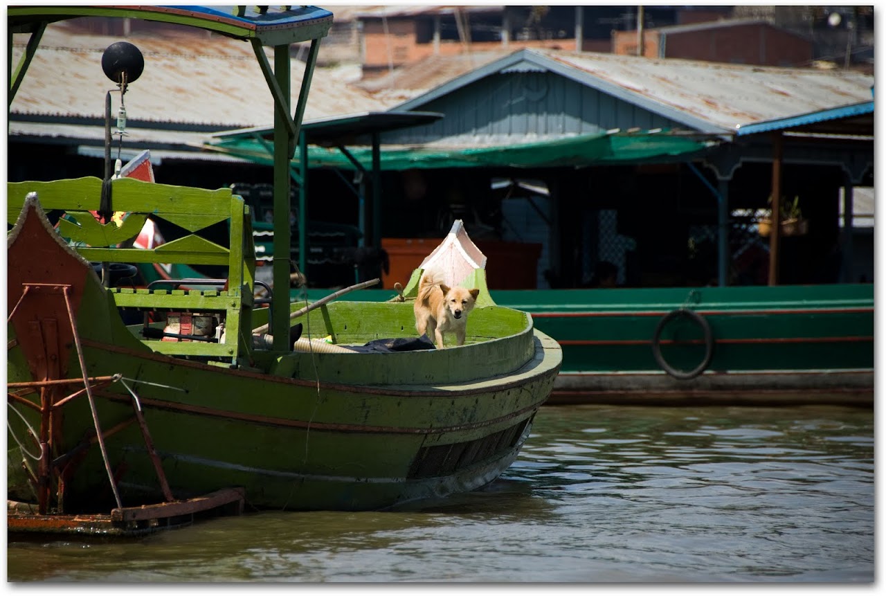Dog on boat in Kompong Chhnang