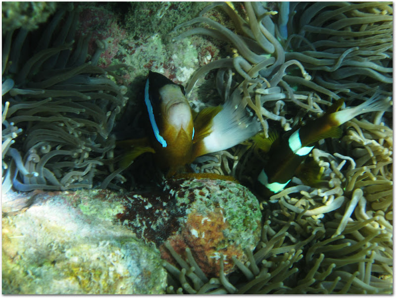 Clownfish swimming in anemone