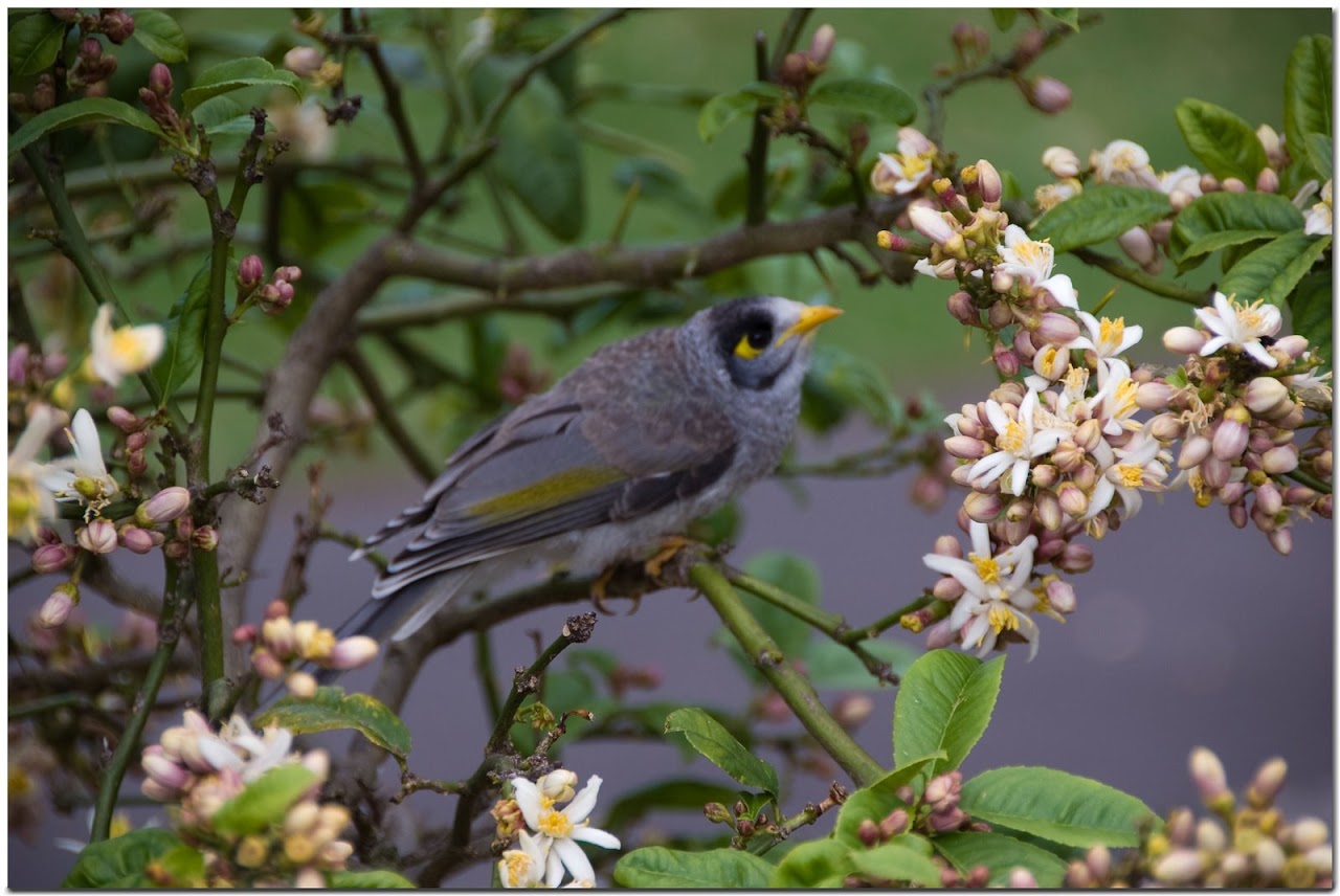 Small bird in Sydney Botanical Gardens