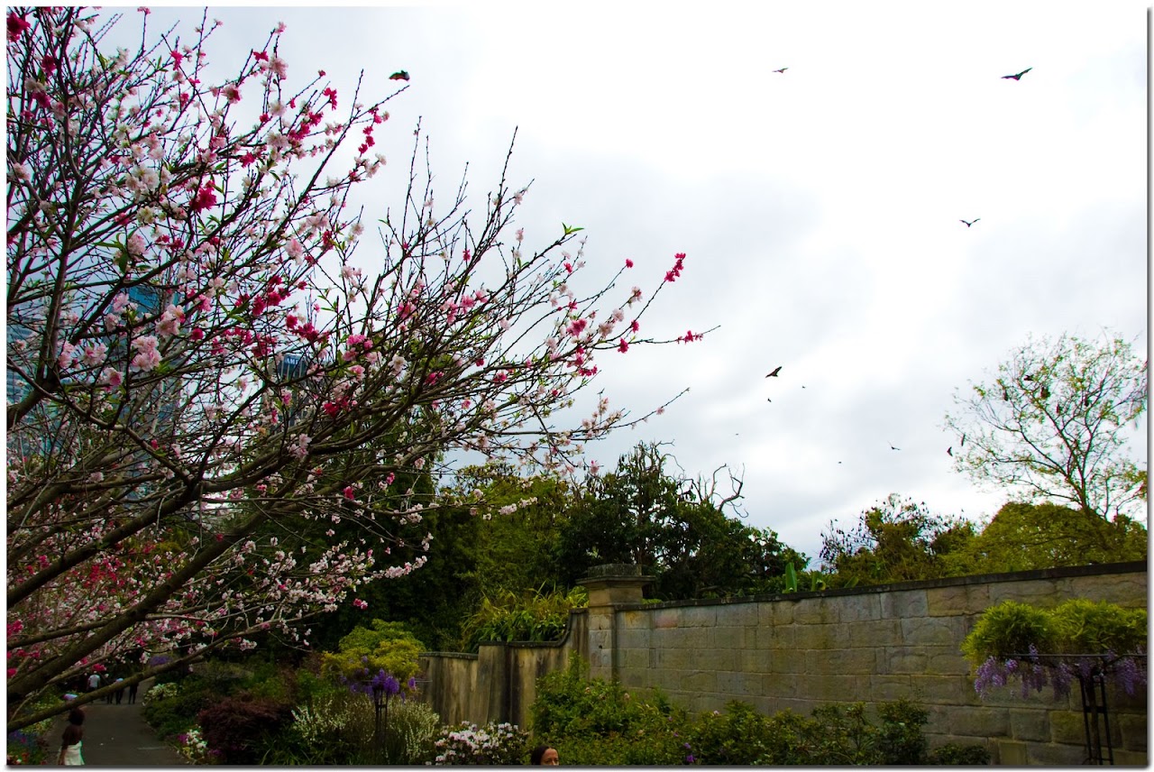 Bats over cherry blossoms
