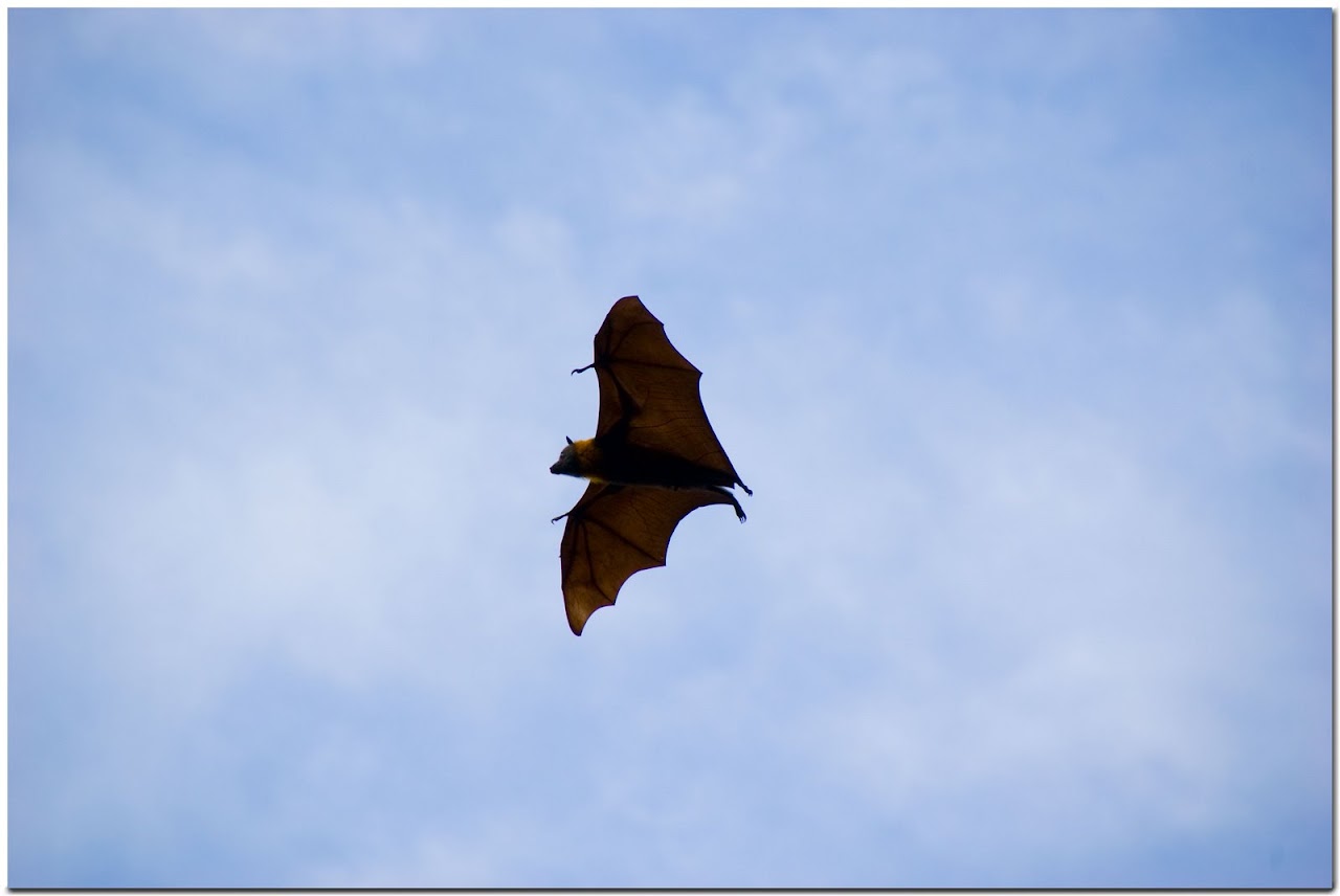 Flying fox