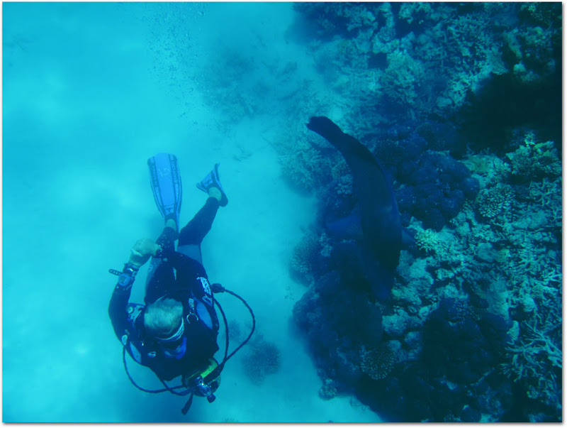 Humphead fish