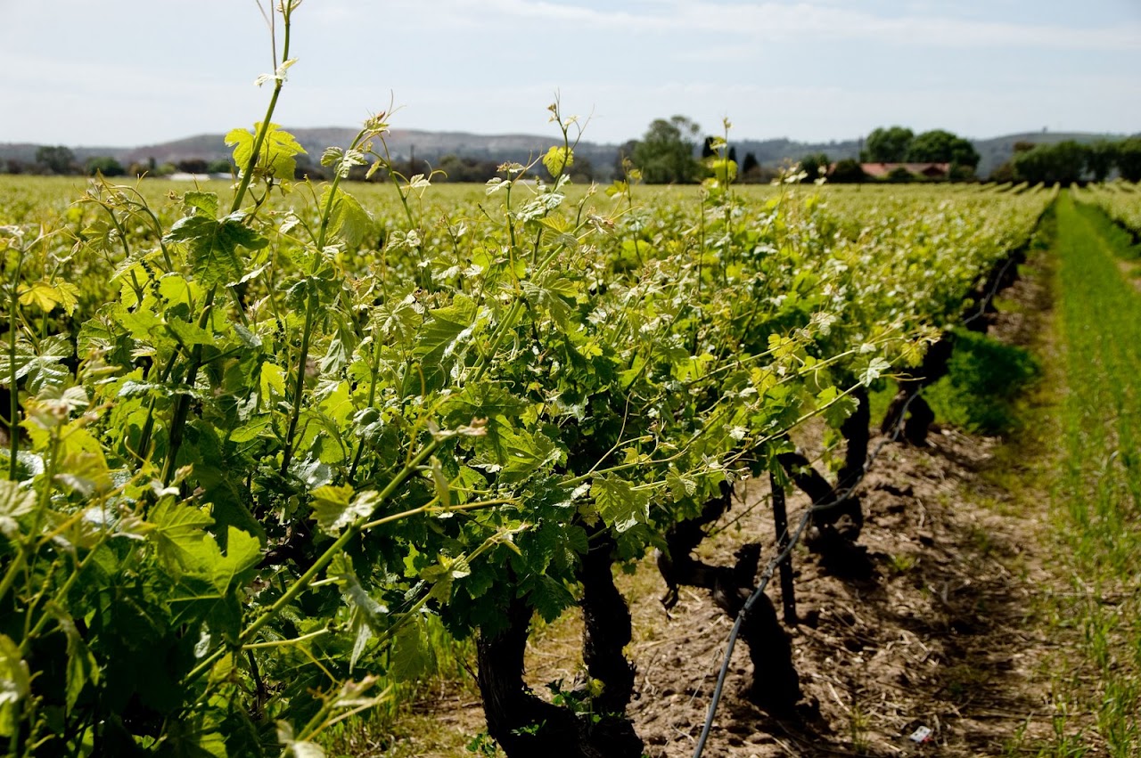 Barossa Valley wineyard
