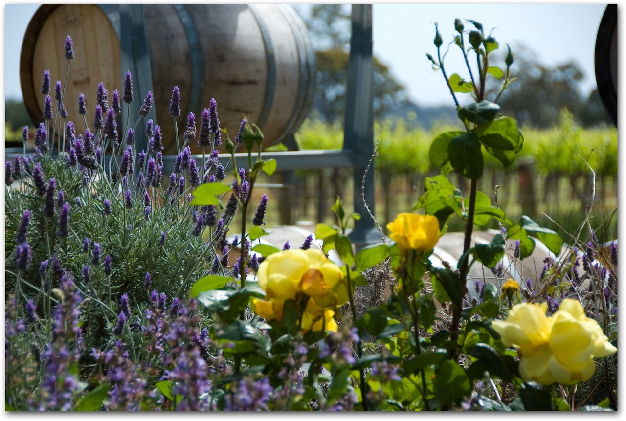 Lavender in front of Charles Melton wine barrels