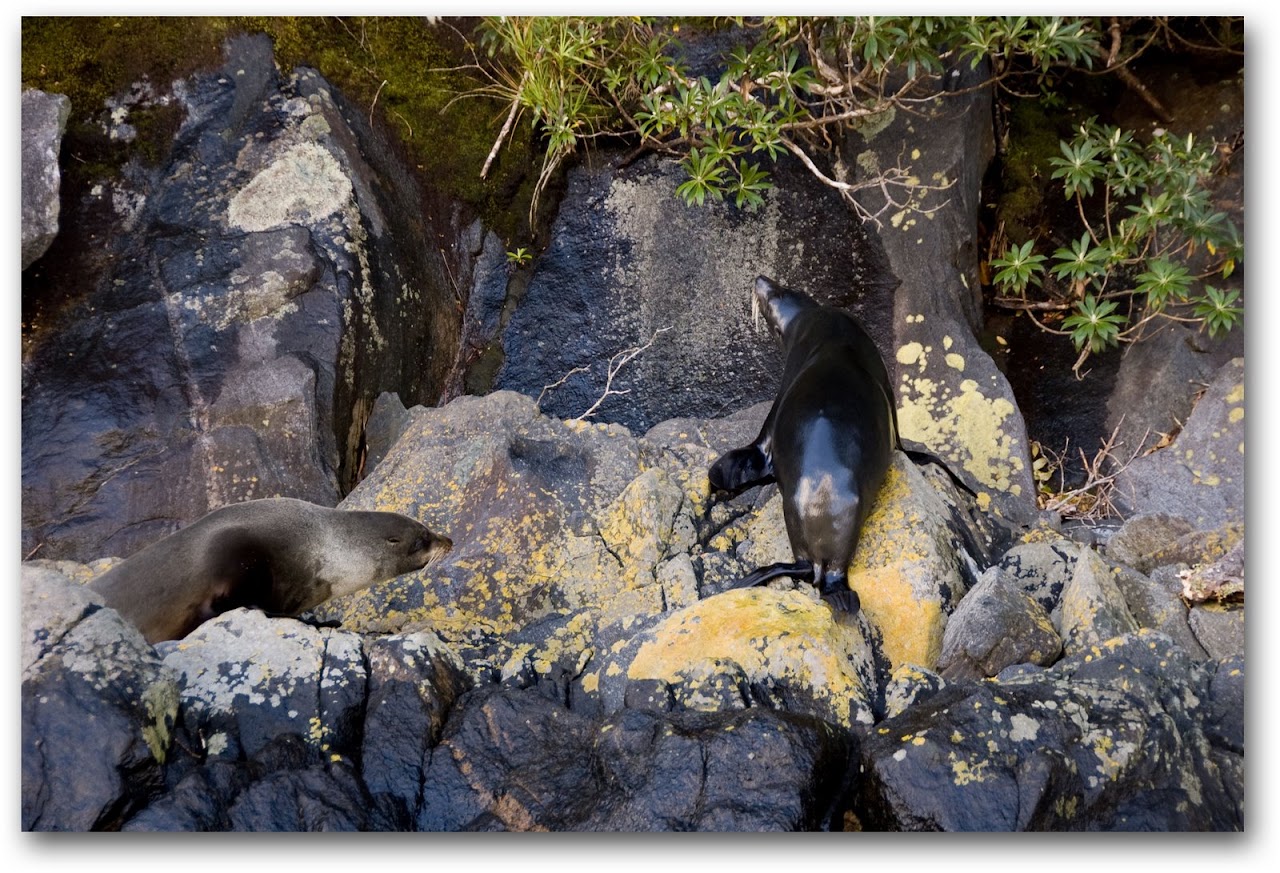 Seals at Milford Sound