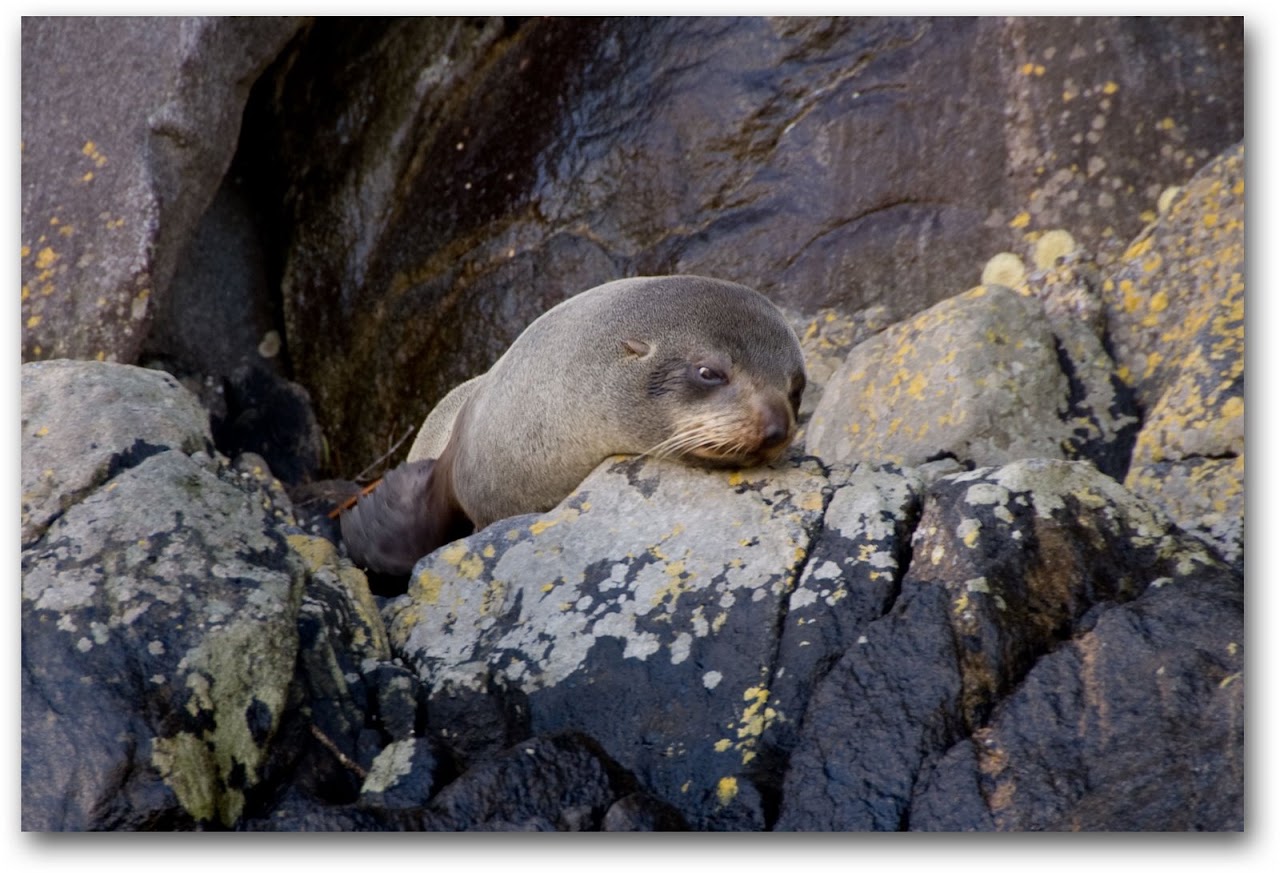 Seal at Milford Sound