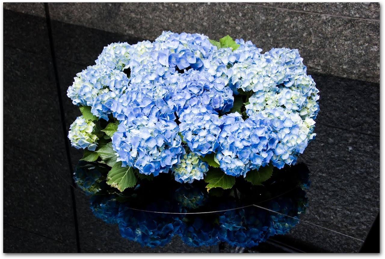 Hydrangeas in Ginza