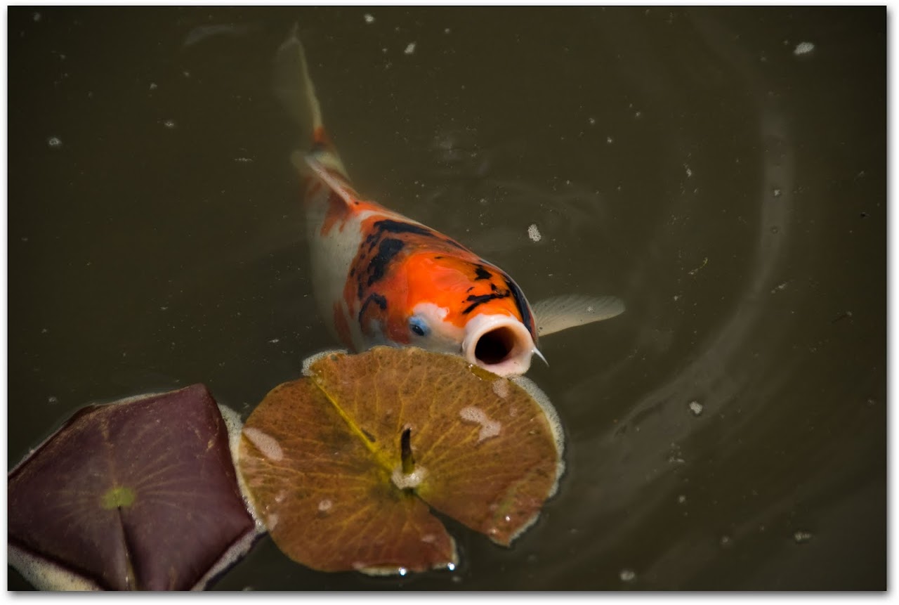 Carp at Myoshinji Gardens