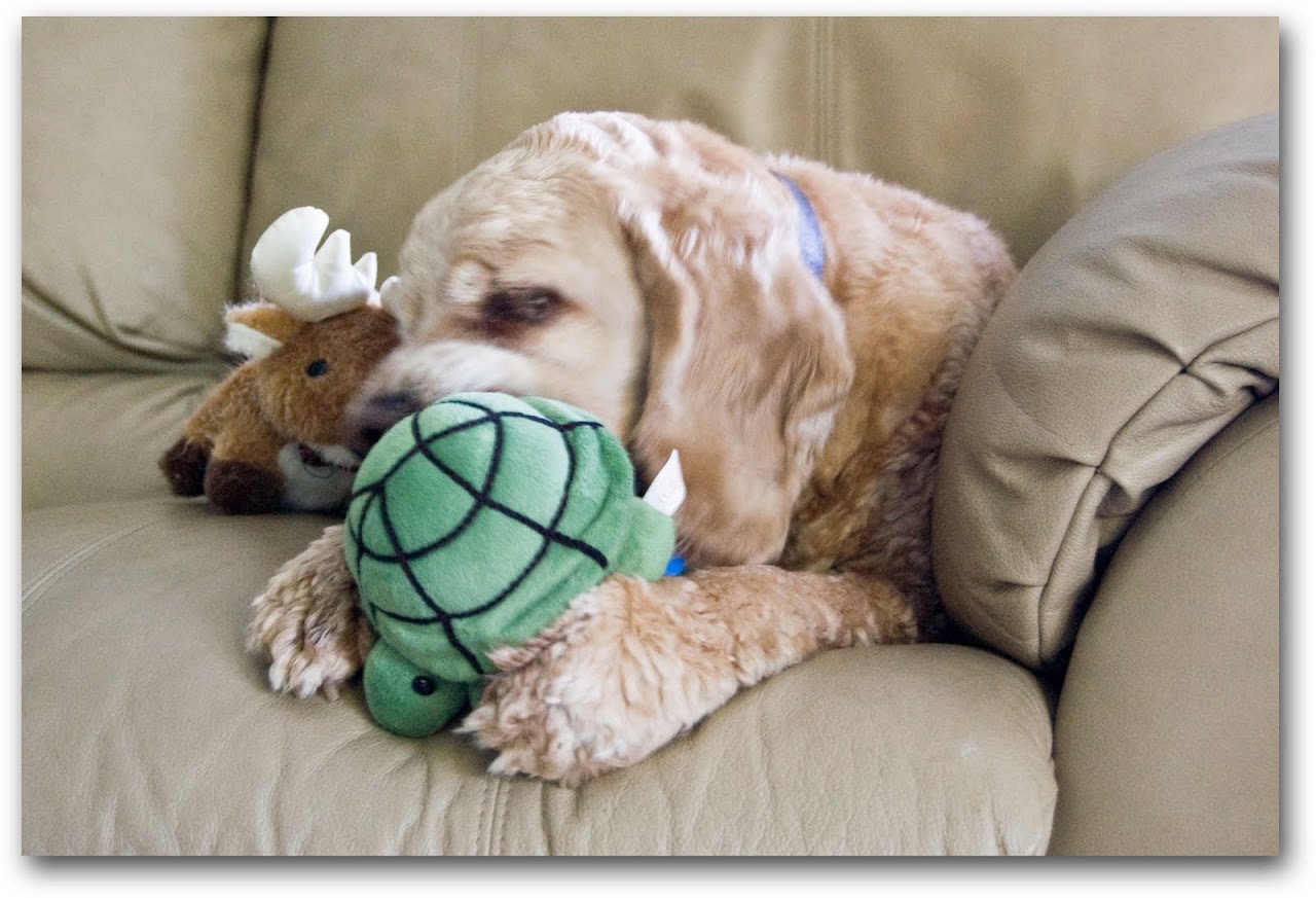 Chewy playing with his toy