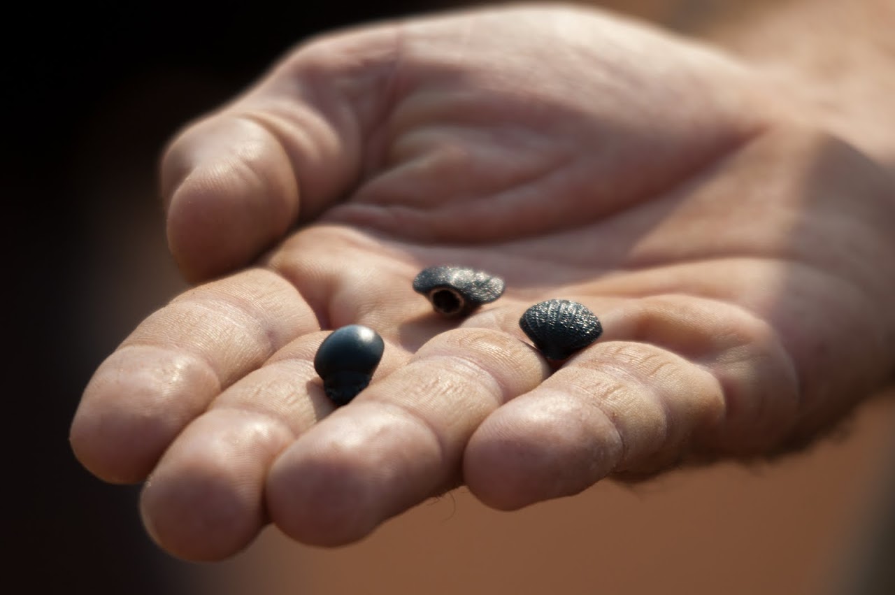 Bushman showing us beetles