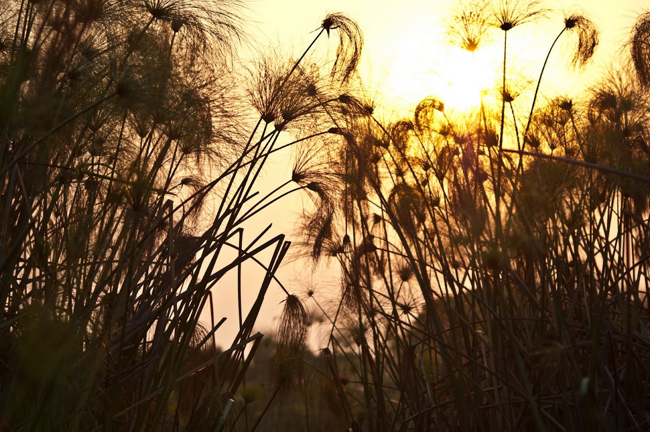 Sunset at Okavango Delta