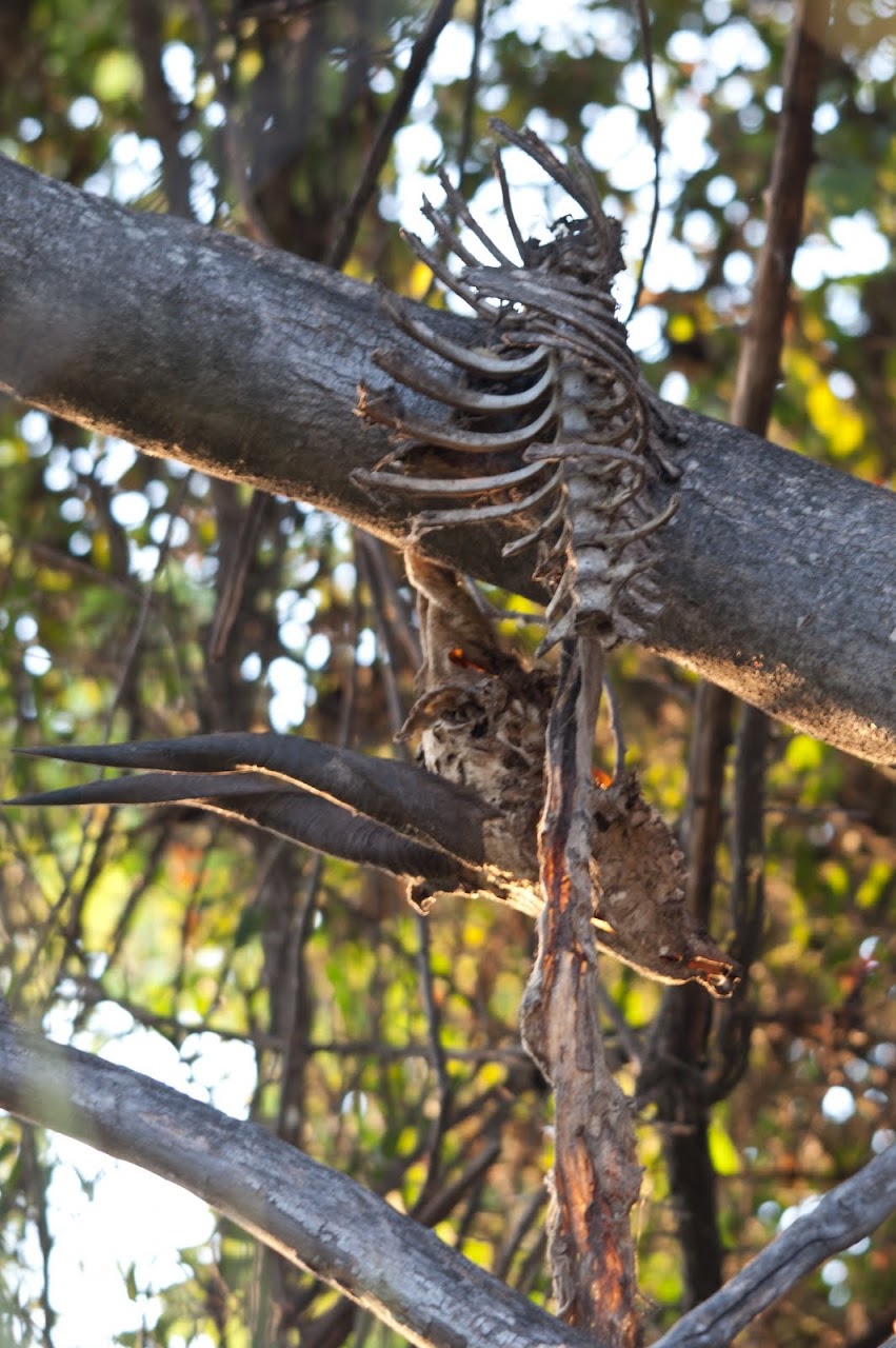 Antelope kill