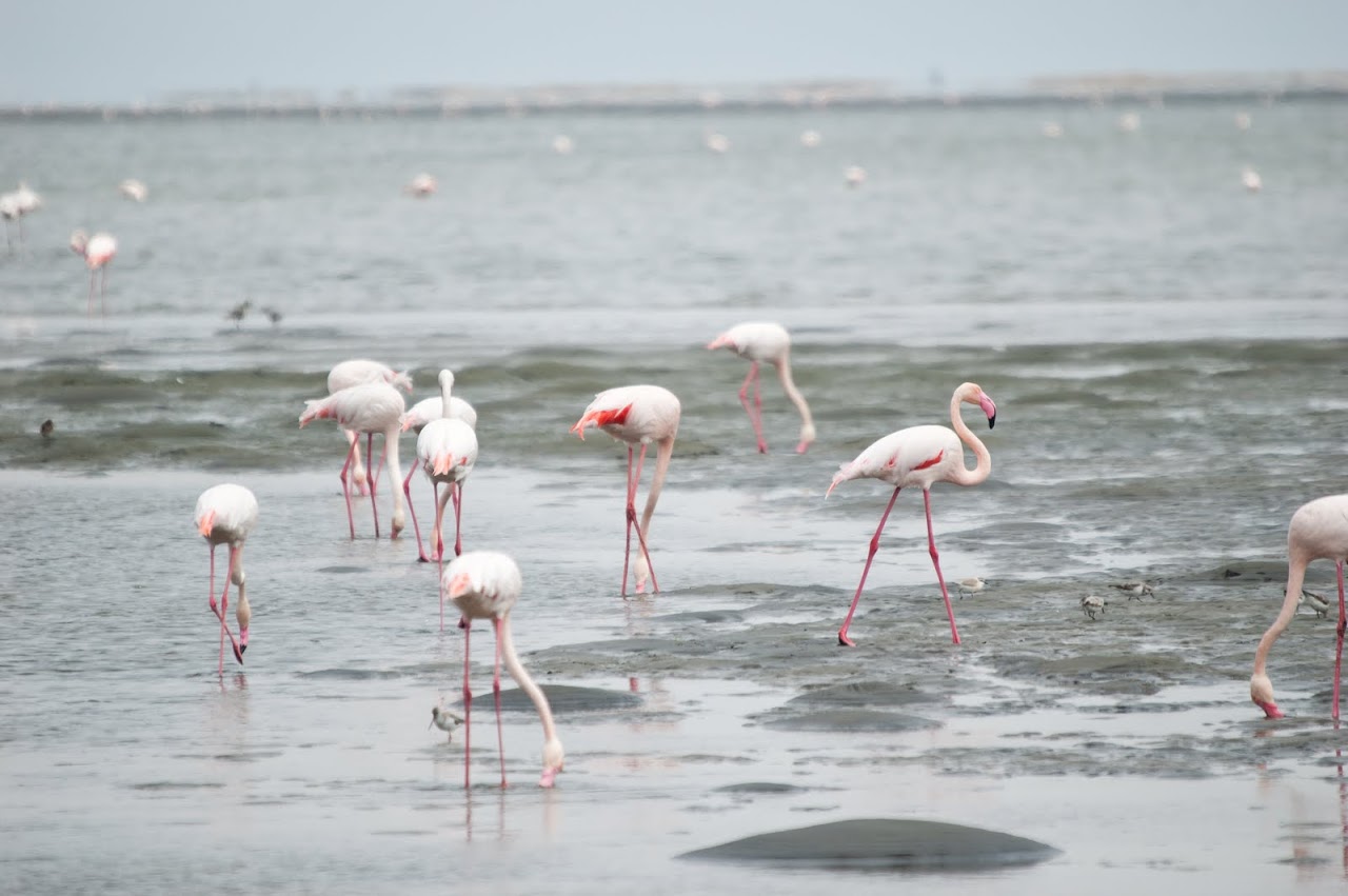 Flamingos