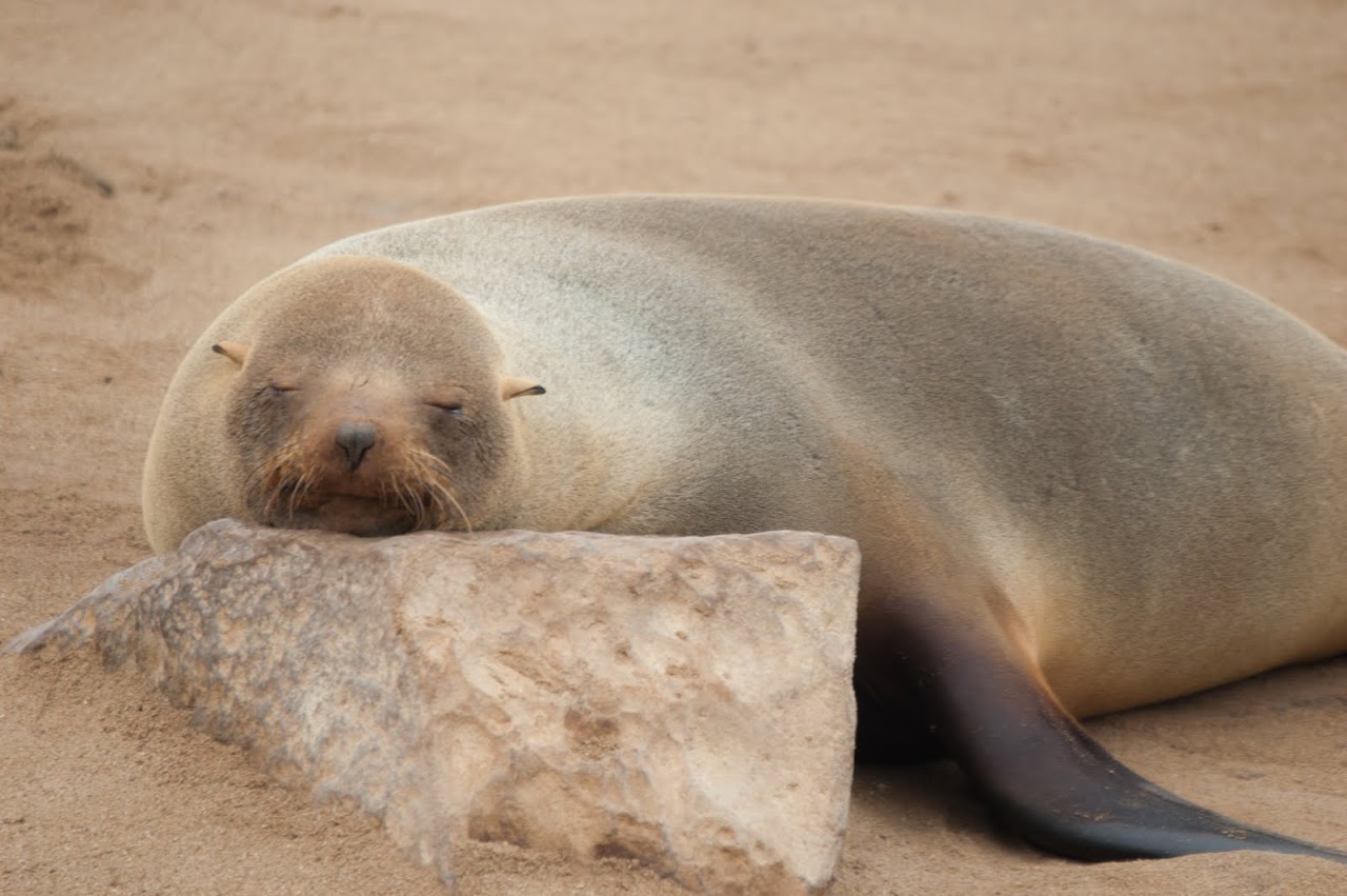 Seal
