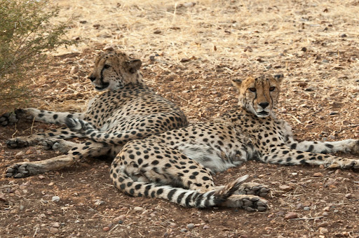 Wild African Cheetah wild cheetah