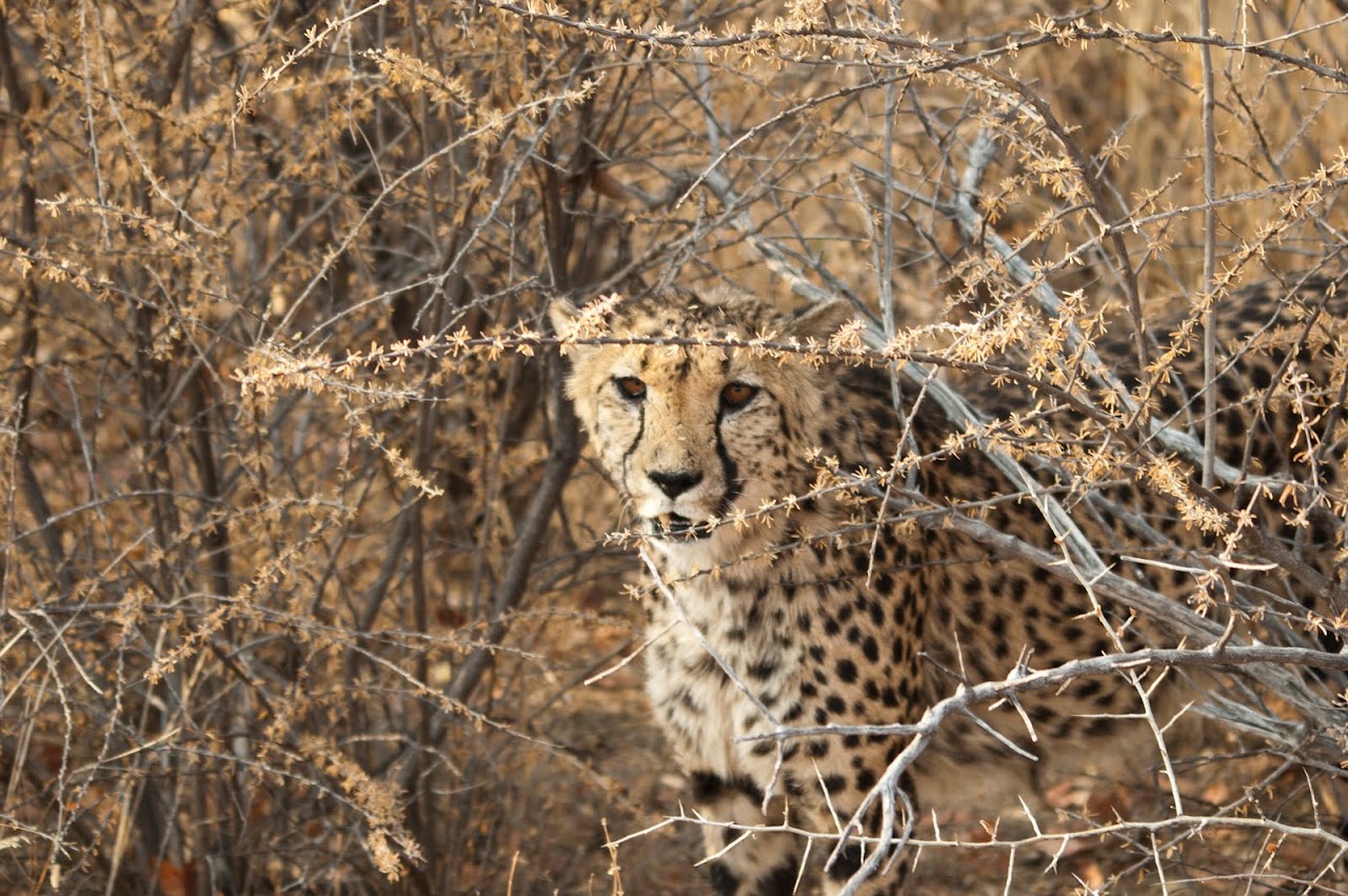 Cheetah