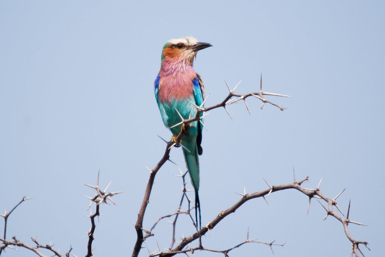 Really Into The Wild The Road Forks Travel And Food Blog