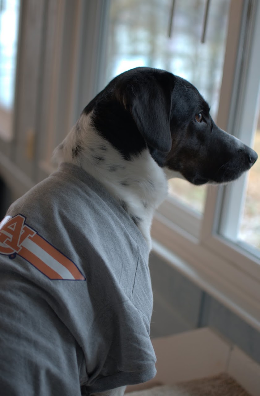 Abby in Auburn gear