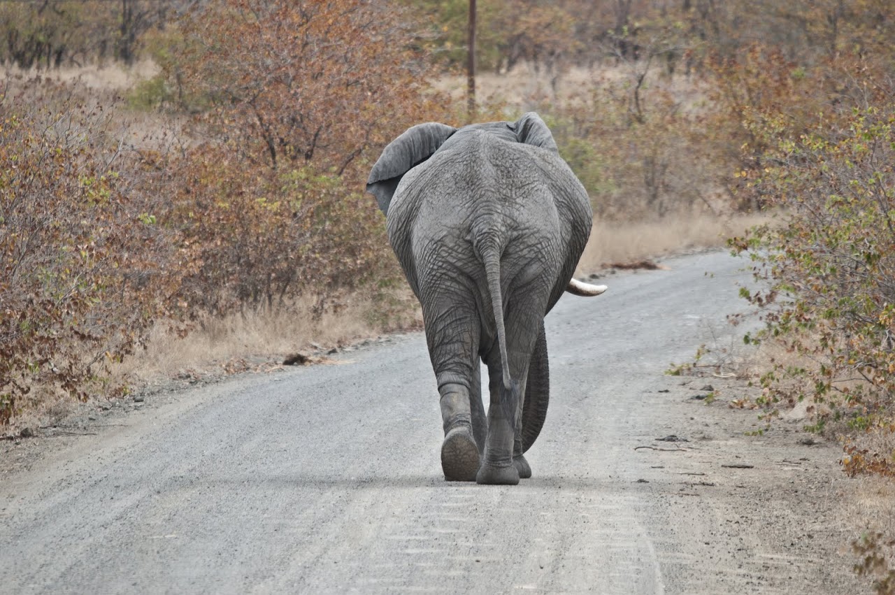 Elephant butt